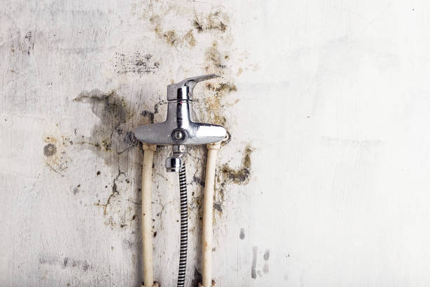 Best Mold Testing and Removal  in St James, MO