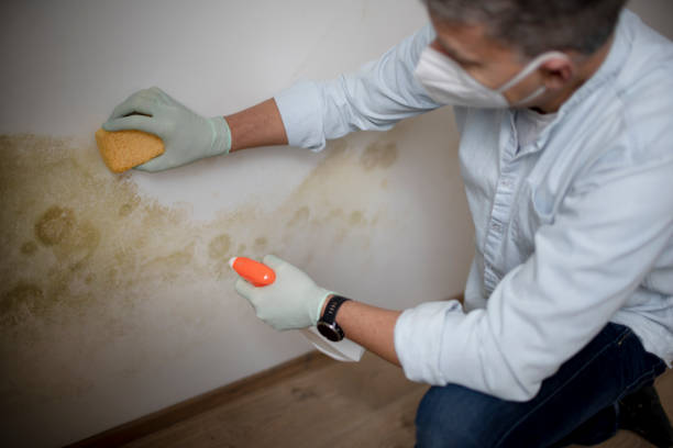 Best Mold Testing  in St James, MO