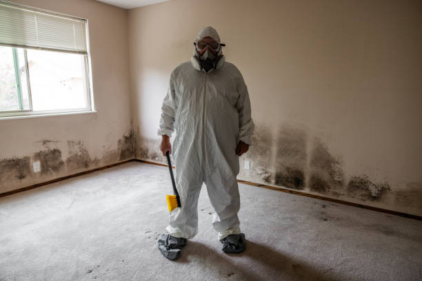 Best Black Mold Removal  in St James, MO
