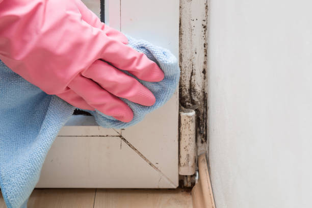 Best Attic Mold Removal  in St James, MO