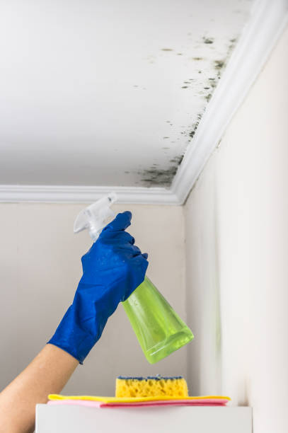Professional Mold Removal in St James, MO